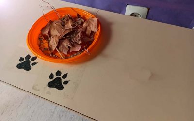DEJAMOS COMIDA, ¿SE LA COMERÁ ALGUIÉN?