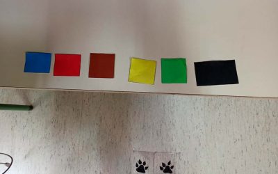 EL SEÑOR GATO NOS INDICA SU COLOR