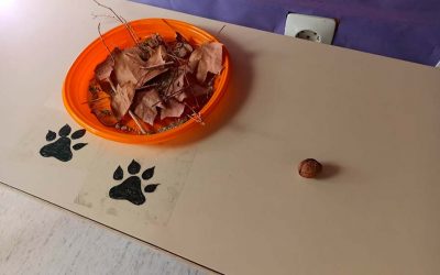 NUEVA COMIDA PARA EL ANIMAL MISTERIOSO