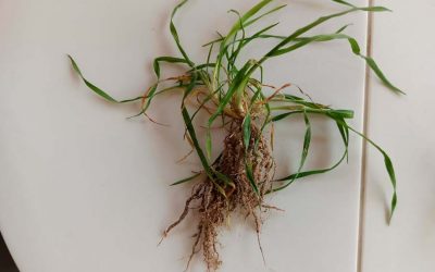 APRENDEMOS SOBRE LAS PLANTAS