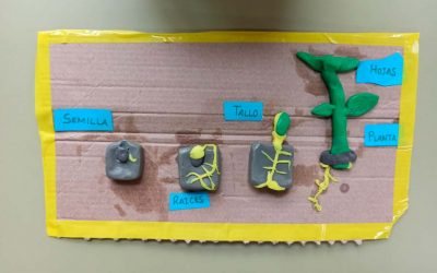 LAS ETAPAS DE LAS PLANTAS